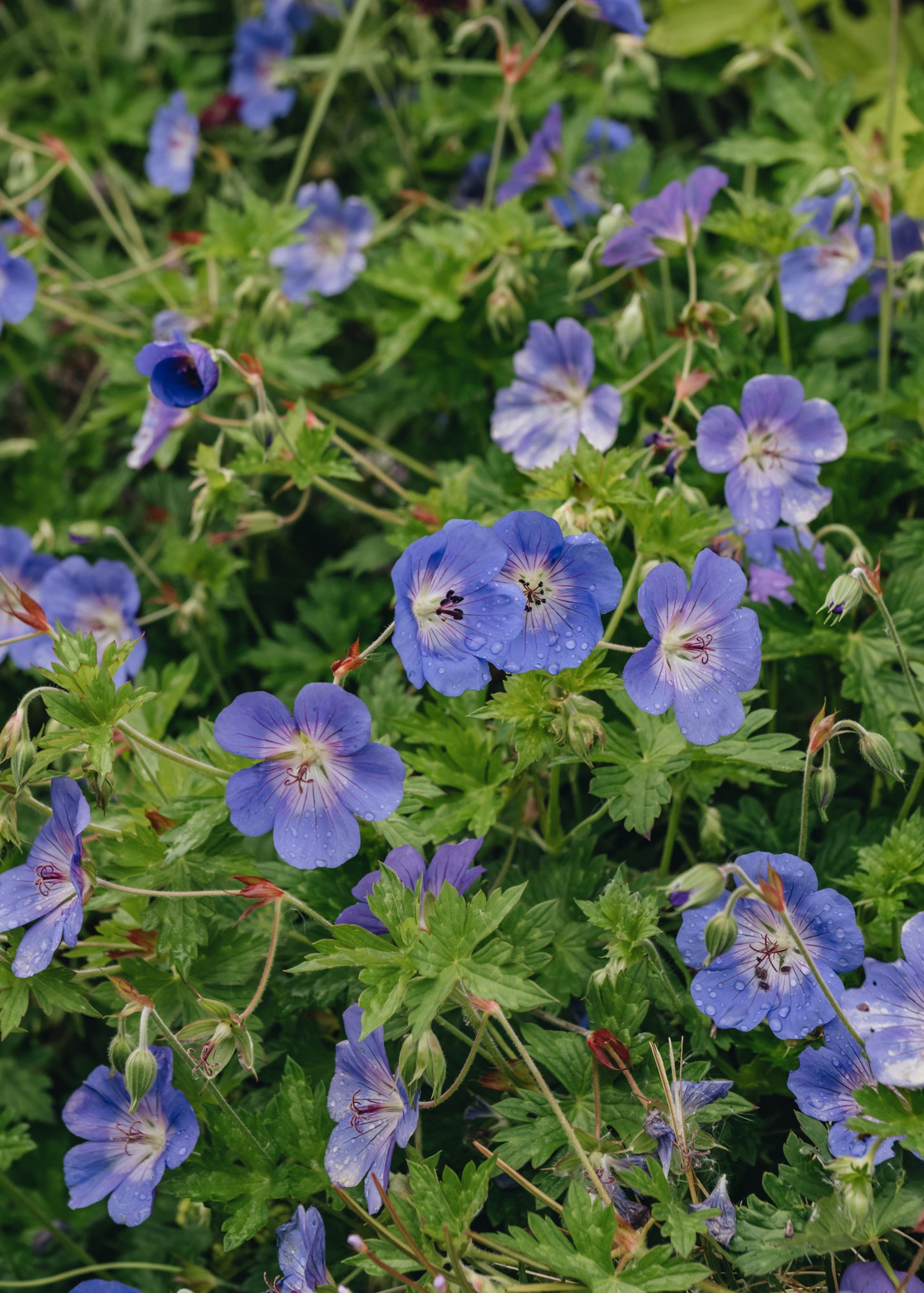 Sedum Geranium Rozanne, 5L