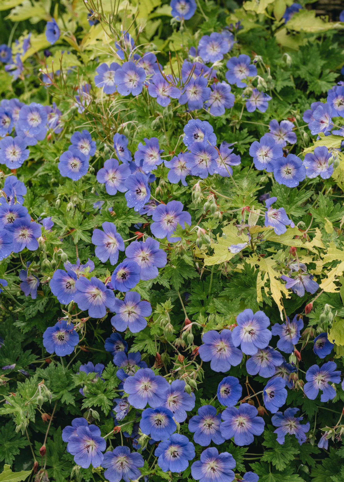 Geranium Rozanne, 5L