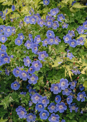 Geranium Rozanne, 5L