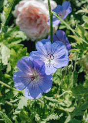 Geranium Geranium Rozanne, 5L