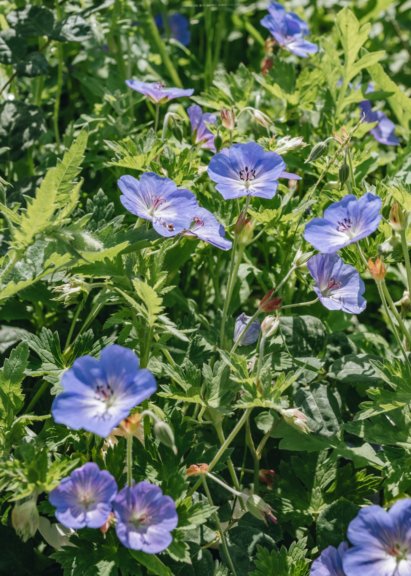 Geranium Rozanne | Plants | Burford Garden Co.