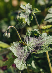 Hairy Pot Geranium phaeum 'Samobor', 1L