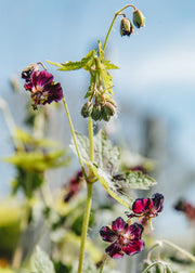 Nepeta Geranium phaeum 'Samobor', 1L