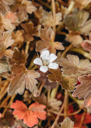 Geranium Geranium sessiliflorum x oxonianum ‘Sanne’, 2L