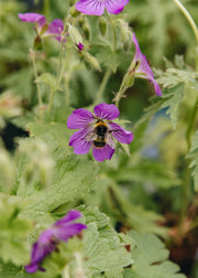 Geranium Geranium 'Sirak', 2L