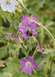 Geranium Geranium 'Sirak', 2L