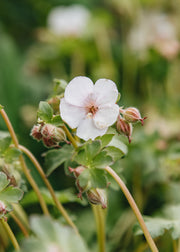 Geranium × cantabrigiense ‘St Ola’, 3L 