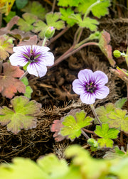 Hairy Pot Geranium 'Stormchaser', 1L