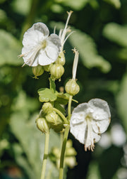 Geranium Geranium 'White Ness', 2L