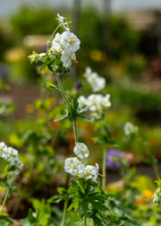Geranium phaeum 'Album', 2L