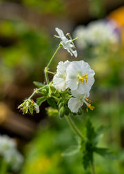 Geranium Geranium phaeum 'Album', 2L