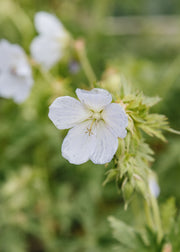 Geranium Geranium pratense var. pratense f. albiflorum ‘Silver Queen’, 2L