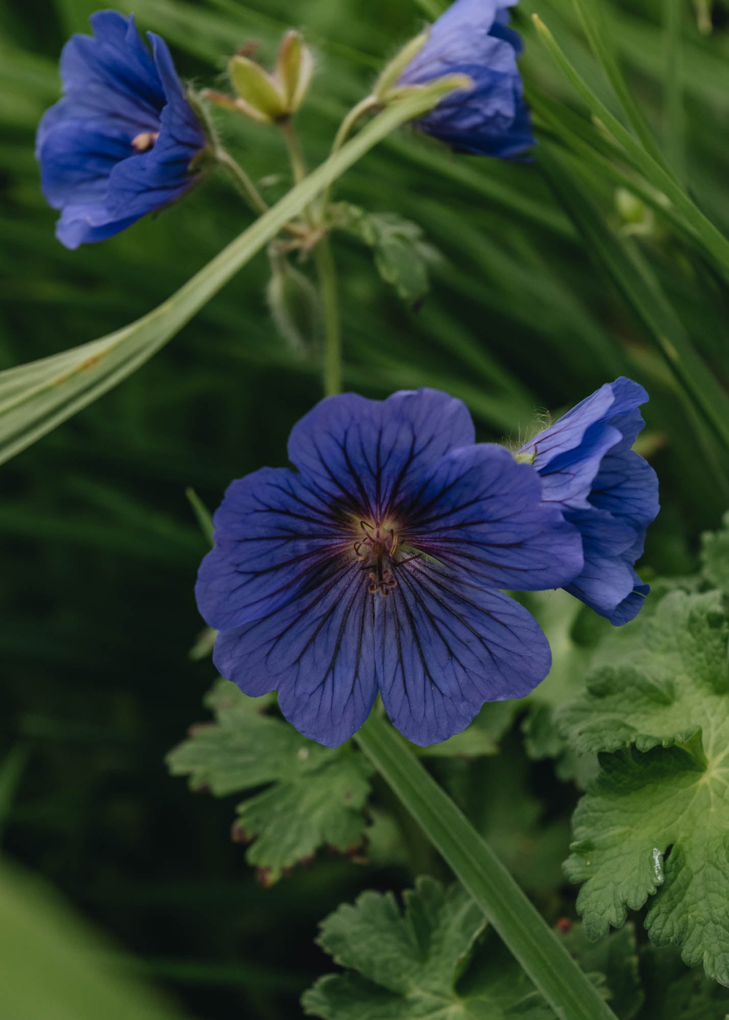 Hellebore Geranium x Magnificum, 2/3L