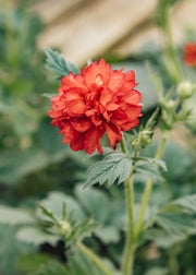 Geum 'Firestarter', 2L