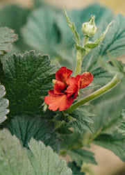 Geum Geum 'Firestarter', 2L
