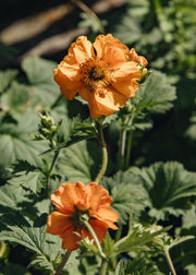 Geum Geum 'Fire Storm', 2L
