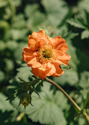 Geum Geum 'Fire Storm', 2L