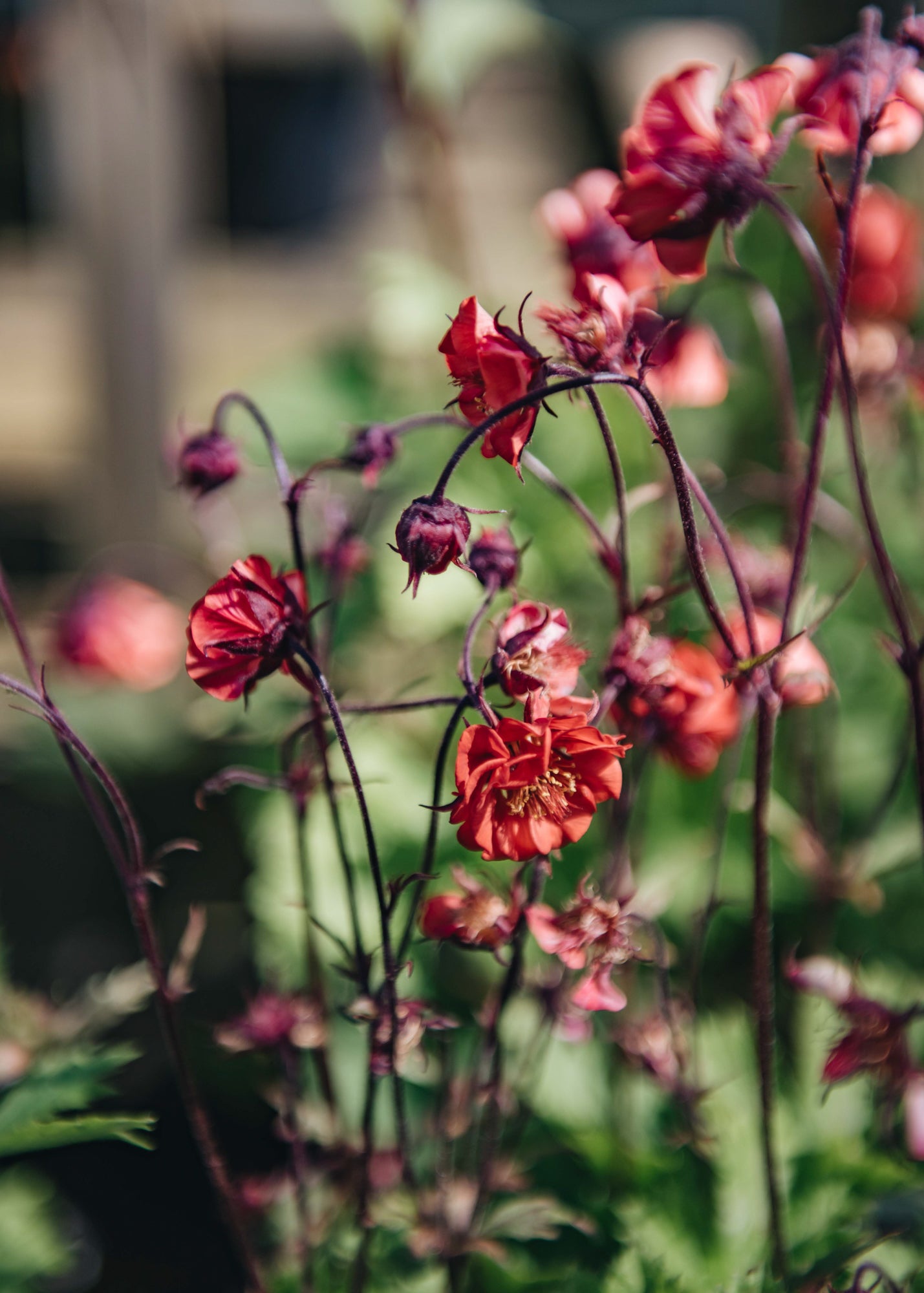 Geum Flames of Passion