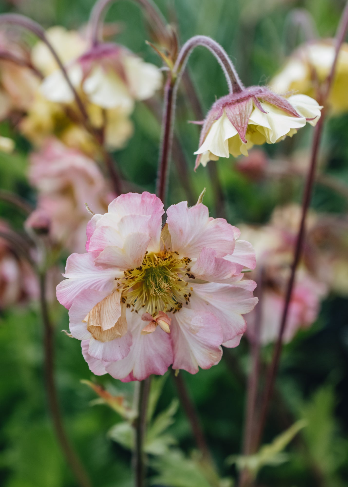 Geum Petticoats Peach