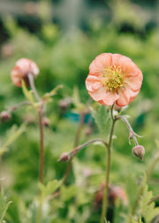 Geum ‘Salmon Delight’, 2L 