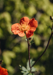 Geum 'Tosai Orange', 1L