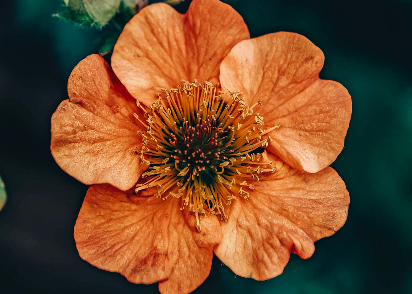 Geum Geum Totally Tangerine 2/3L