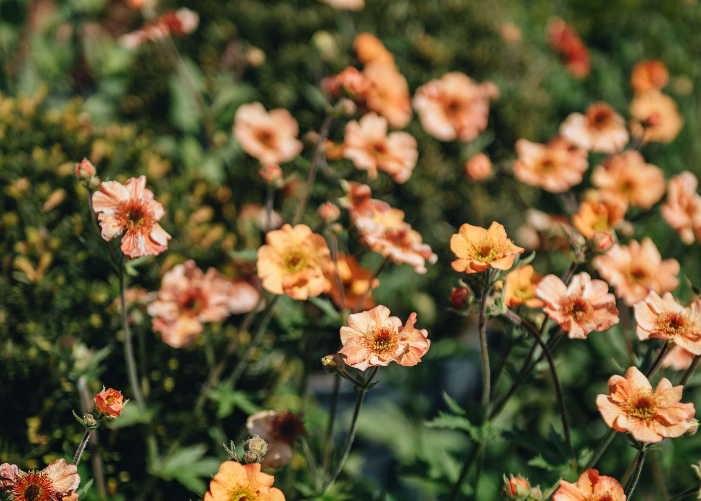 Geum Totally Tangerine 2/3L