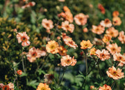 Geum Totally Tangerine 2/3L