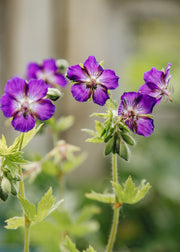 Geranium Geranium phaeum 'Lily Lovell', 2L