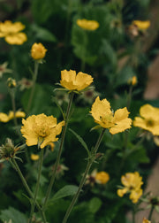 Nepeta Geum 'Tosai Yellow', 1L