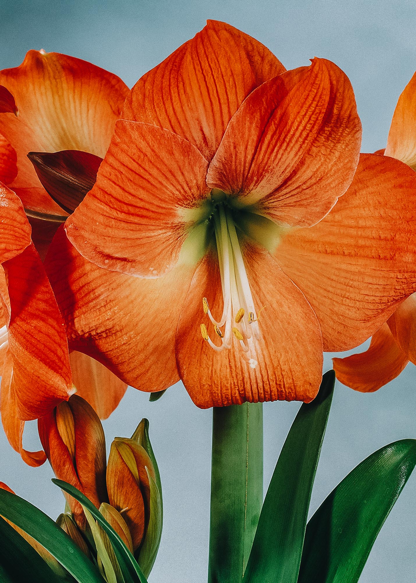 Amaryllis Giant Orange Bulb