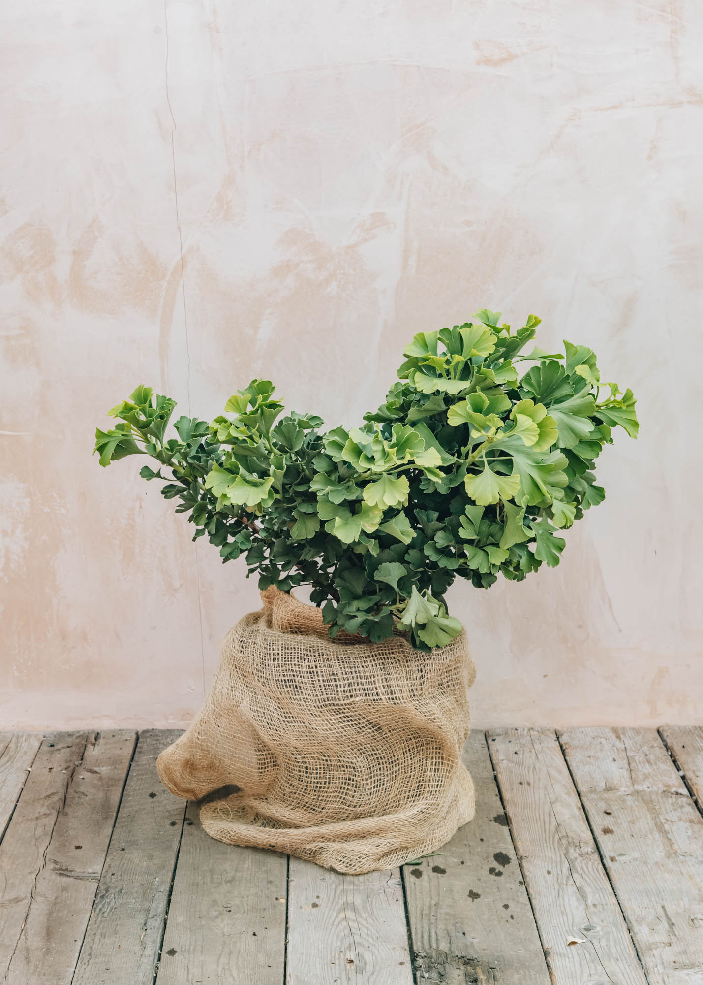 Ginkgo bilboba mariken