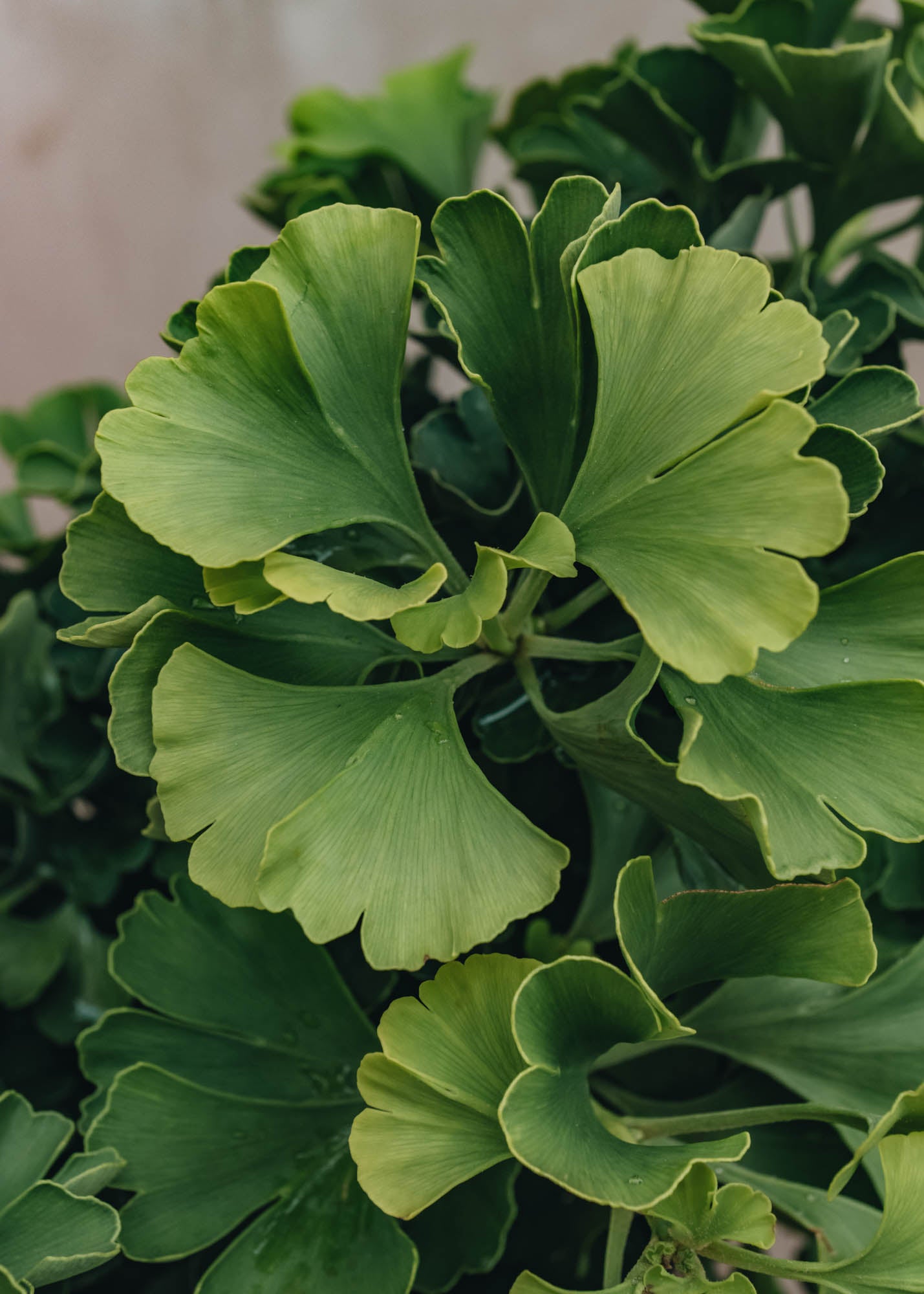 Ginkgo bilboba mariken