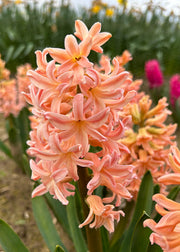 Taylors Bulbs Hyacinthus orientalis 'Gipsy Queen' Bulbs, pack of five