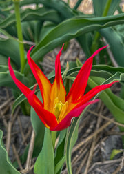 Taylors Bulbs Tulipa 'Go Go Red' Bulbs, pack of five