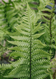 Golden Shield Fern Dryopteris affinis 2L