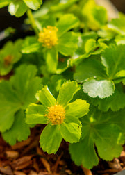 Hacquetia Hacquetia epipactis, 1L