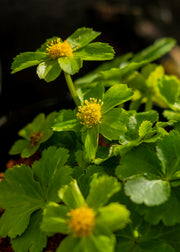 Hacquetia Hacquetia epipactis, 1L
