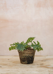 Hairy Pot Acanthus spinosus, 1L