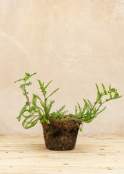Hairy Pot Achillea 'Paprika', 1L