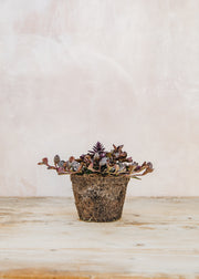 Hairy Pot Ajuga reptans 'Black Scallop', 1L