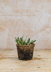 Hairy Pot Allium Millenium, 1L