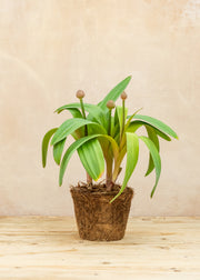 Hairy Pot Allium 'Ostara', 1L