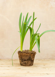 Hairy Pot Allium hollandicum 'Purple Sensation', 1L