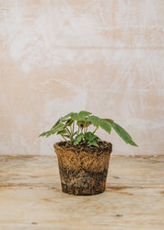 Anemone Anemone Whirlwind, 1L