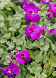 Aubrieta 'Axcent Deep Purple', 1L
