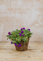 Hairy Pot Aubrieta 'Axcent Deep Purple', 1L