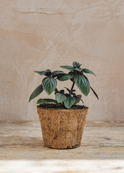 Rosemary Basil African Blue, 1L