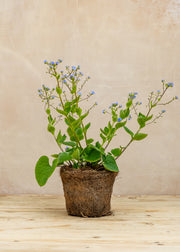 Hairy Pot Brunnera macrophylla, 1L