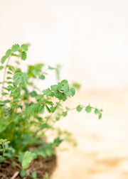 Hairy Pot Burnet Salad, 1L